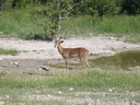 springbok